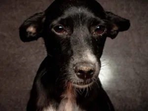 Cachorro raça SRD idade 1 ano nome Lessy