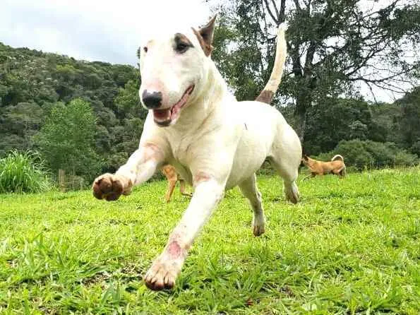 Cachorro raça Bul Terrier idade 2 anos nome Spike 