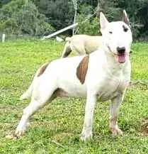 Cachorro raça Bul Terrier idade 2 anos nome Spike 