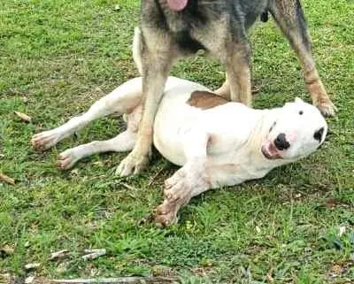 Cachorro raça Bul Terrier idade 2 anos nome Spike 