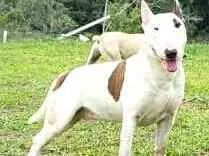 Cachorro raça Bul Terrier idade 2 anos nome Spike 