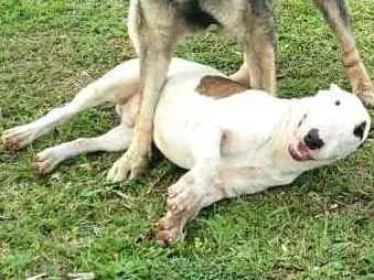 Cachorro raça Bul Terrier idade 2 anos nome Spike 