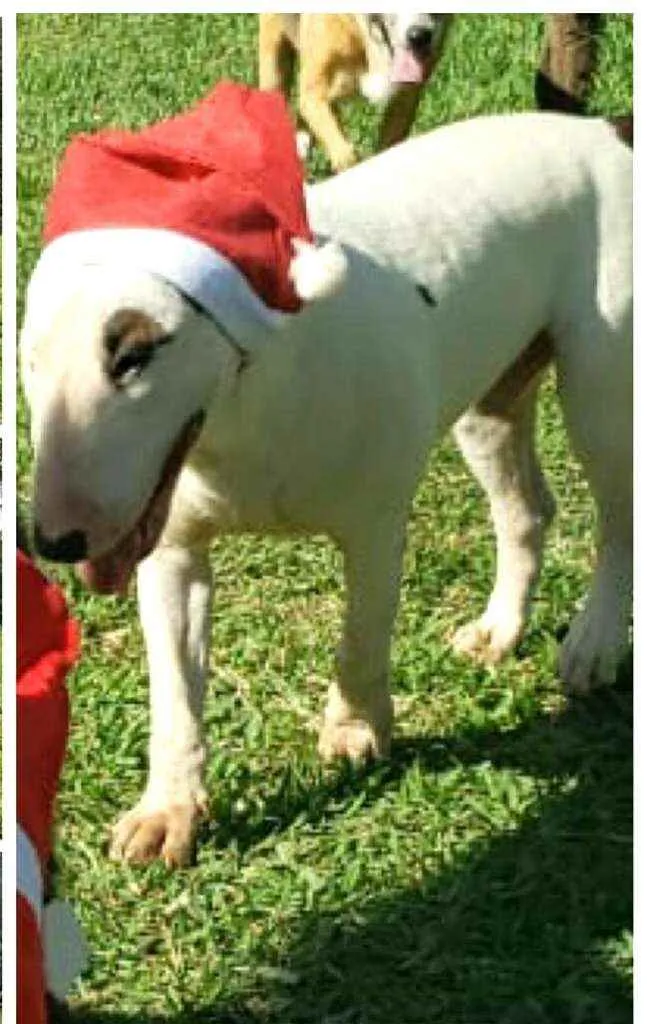 Cachorro raça Bul Terrier idade 2 anos nome Spike 