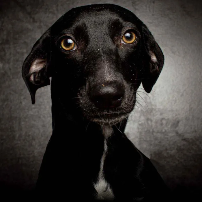 Cachorro raça SRD idade 1 ano nome MARIA