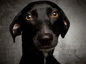 Cachorro raça SRD idade 1 ano nome MARIA