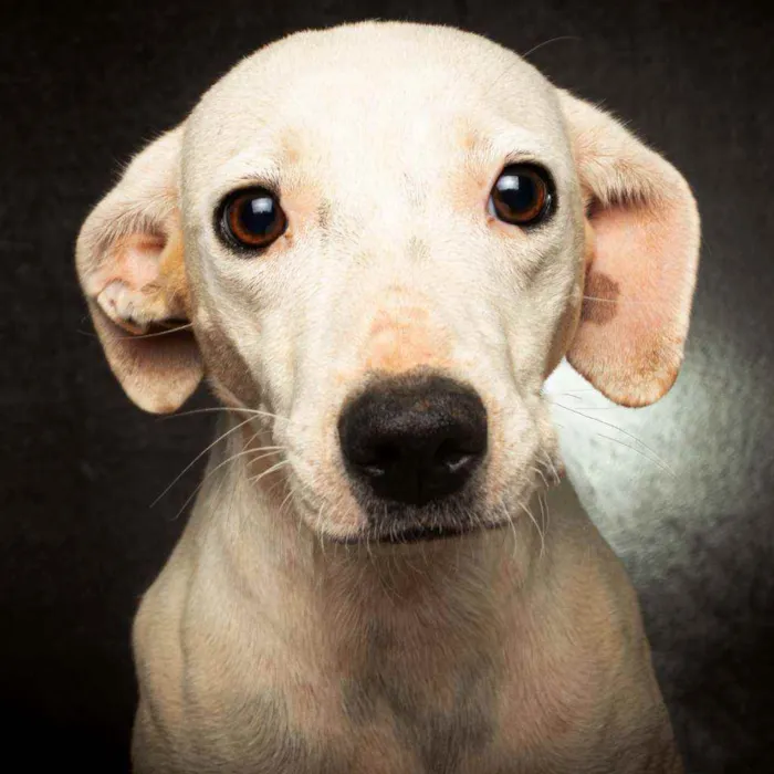 Cachorro raça SRD idade 1 ano nome ISADORA