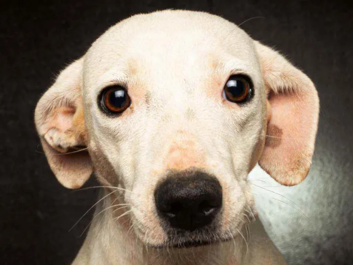 Cachorro raça SRD idade 1 ano nome ISADORA
