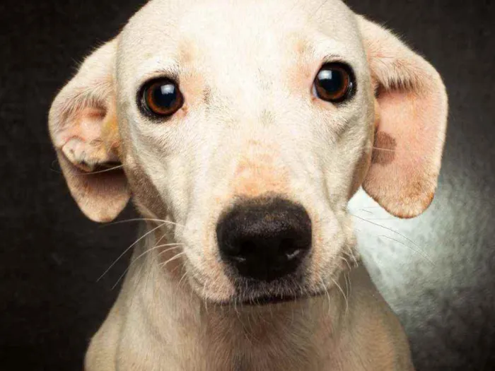 Cachorro raça SRD idade 1 ano nome ISADORA