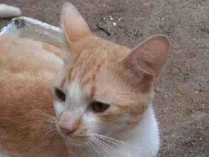 Gato raça Mestiço de burmes  idade 2 anos nome Garfield