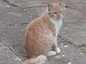 Gato raça Mestiço de burmes de prlo long idade 4 anos nome Boby