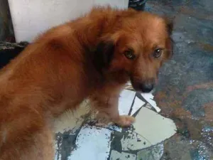 Cachorro raça Raciado com pitbull idade 6 ou mais anos nome Nino