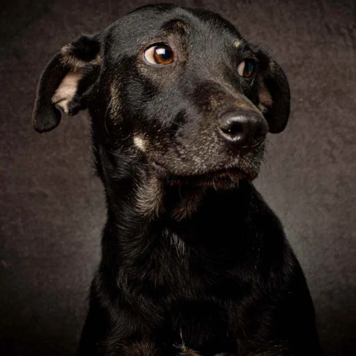 Cachorro raça SRD idade 1 ano nome PRINCESA