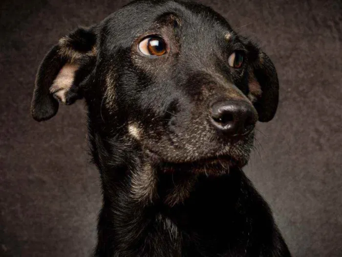 Cachorro raça SRD idade 1 ano nome PRINCESA