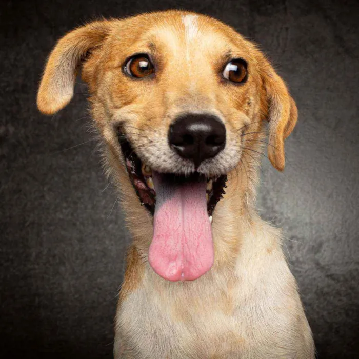 Cachorro raça SRD idade 2 anos nome BELINHA