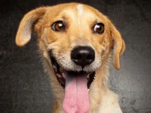 Cachorro raça SRD idade 2 anos nome BELINHA