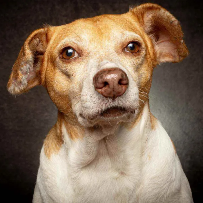 Cachorro raça SRD idade 5 anos nome ESTRELA