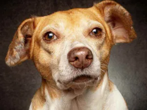 Cachorro raça SRD idade 5 anos nome ESTRELA