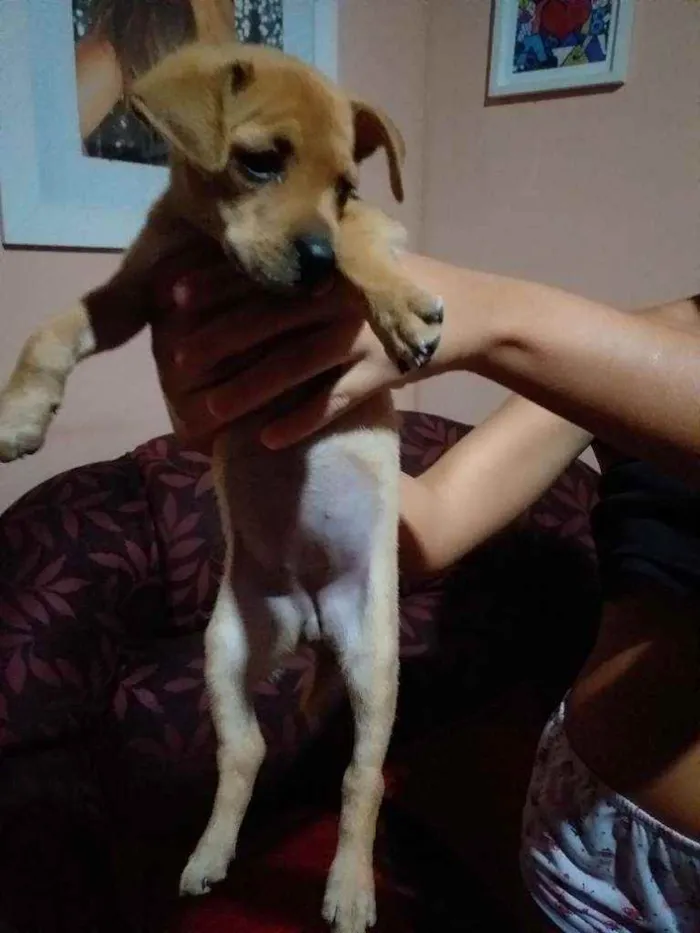 Cachorro ra a Vira-lata  idade 2 a 6 meses nome Mel