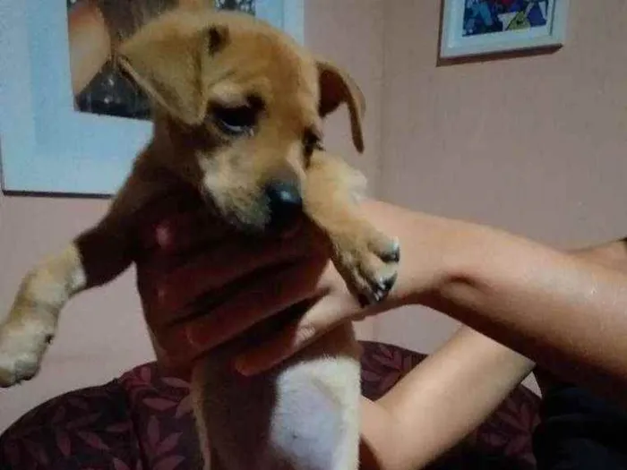 Cachorro ra a Vira-lata  idade 2 a 6 meses nome Mel