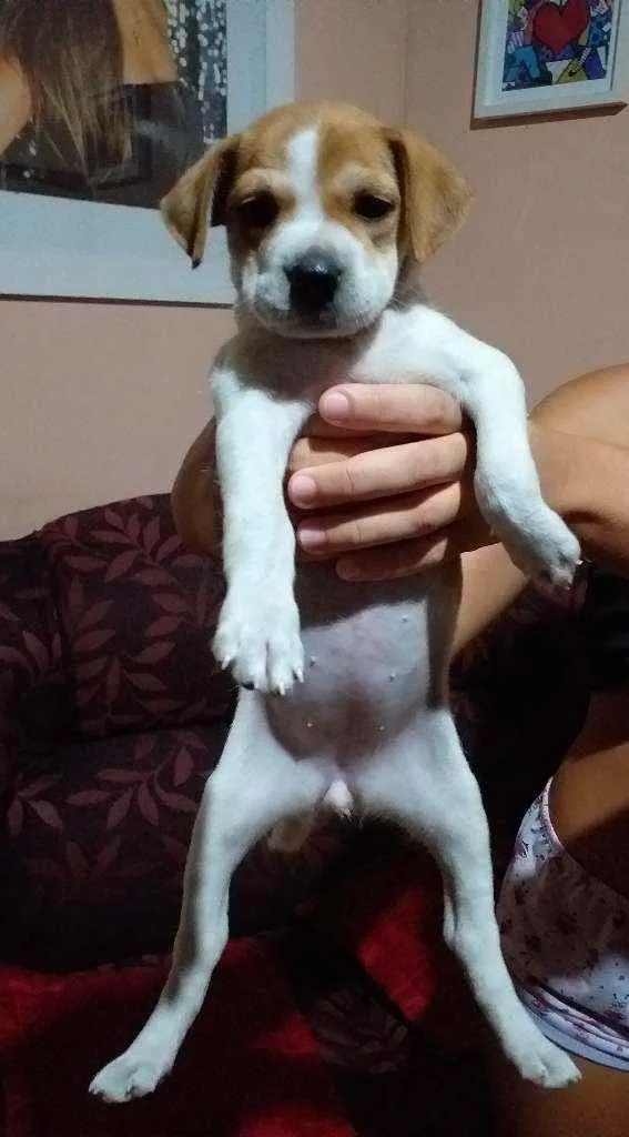 Cachorro ra a Vira-lata  idade 2 a 6 meses nome Mia