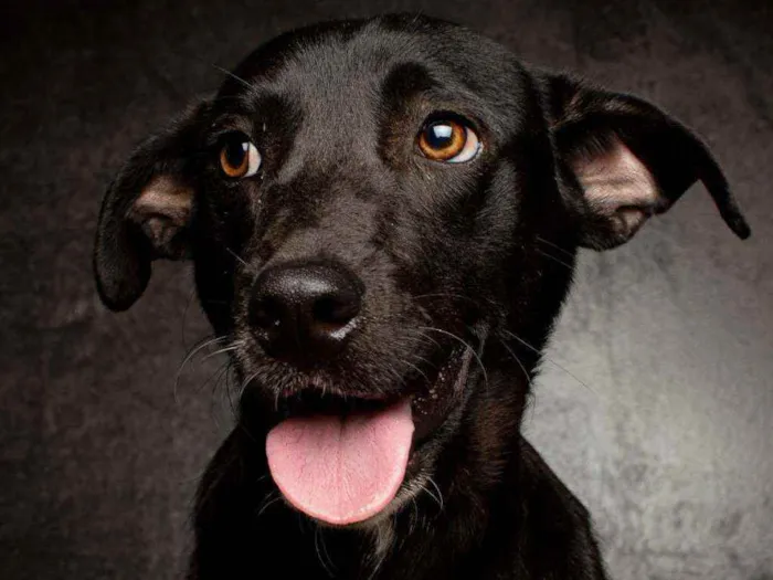 Cachorro raça SRD idade 1 ano nome DIRCEU