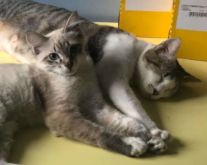 Gato raça sem raça idade 1 ano nome Ágata Christie