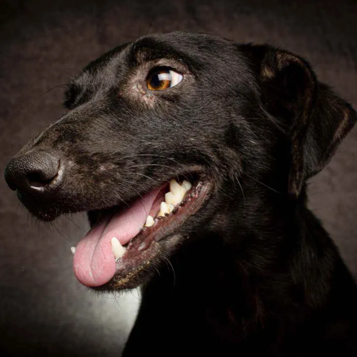 Cachorro raça SRD idade 1 ano nome NEGUINHO