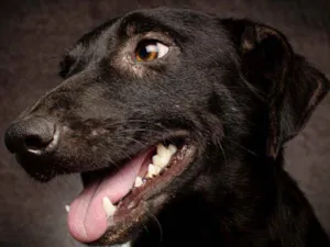 Cachorro raça SRD idade 1 ano nome NEGUINHO