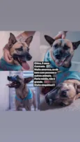 Cachorro raça SRD-ViraLata idade 5 anos nome CHICA