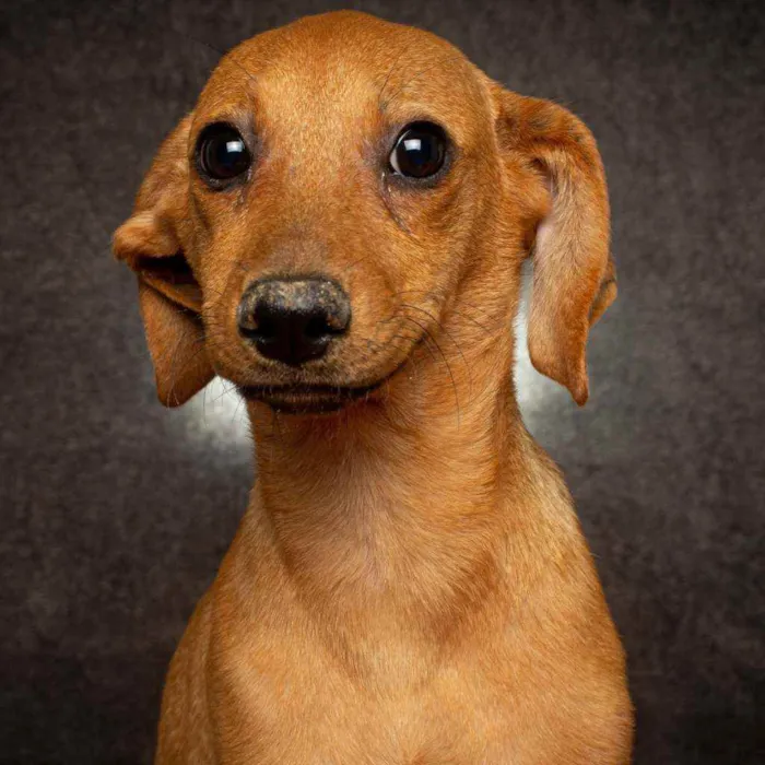 Cachorro raça SRD idade 2 a 6 meses nome AMARELINHA