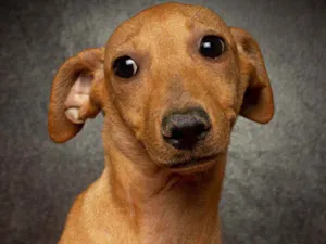 Cachorro raça SRD idade 2 a 6 meses nome CLEIDE