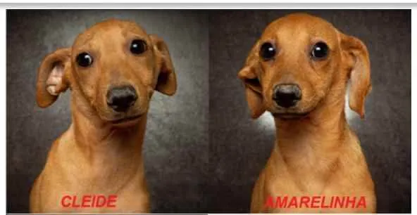 Cachorro raça SRD idade 2 a 6 meses nome Amarelinha e Cleide