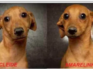 Cachorro raça SRD idade 2 a 6 meses nome Amarelinha e Cleide