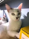 Gato raça sem raça idade 2 a 6 meses nome Carpaccio