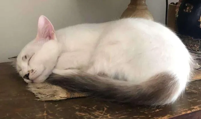 Gato raça sem raça idade 2 a 6 meses nome Carpaccio