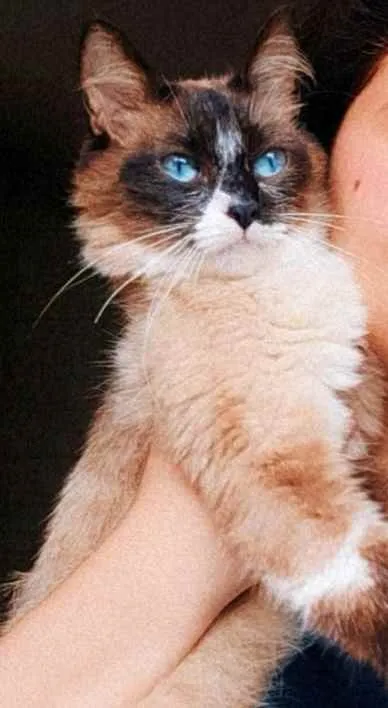 Gato raça  idade 2 anos nome Maria leila e Mário 