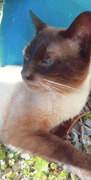 Gato raça  idade 2 anos nome Maria leila e Mário 