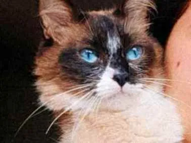 Gato raça  idade 2 anos nome Maria leila e Mário 