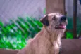 Cachorro raça SRD-ViraLata idade 4 anos nome PATINHA