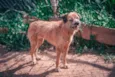 Cachorro raça SRD-ViraLata idade 4 anos nome PATINHA