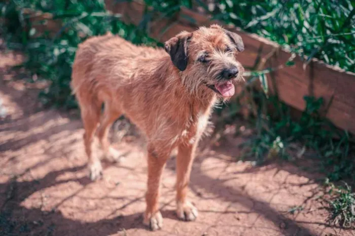 Cachorro raça SRD-ViraLata idade 4 anos nome PATINHA