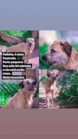 Cachorro raça SRD-ViraLata idade 4 anos nome PATINHA