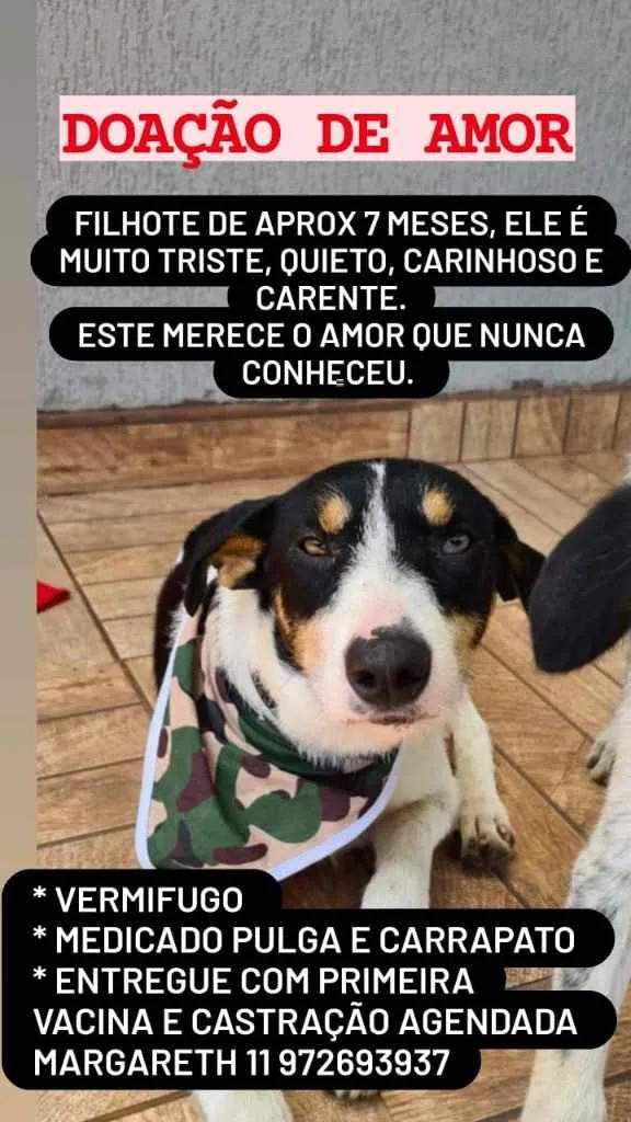 Cachorro ra a Srd idade 2 a 6 meses nome Fumaça 