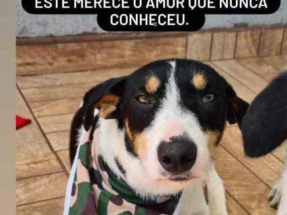 Cachorro ra a Srd idade 2 a 6 meses nome Fumaça 