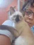 Gato raça SRD-ViraLata idade 2 a 6 meses nome Colorado