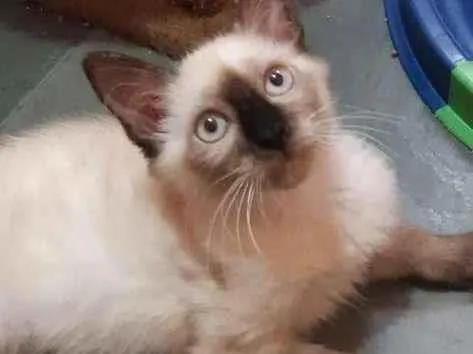 Gato raça SRD-ViraLata idade 2 a 6 meses nome Colorado