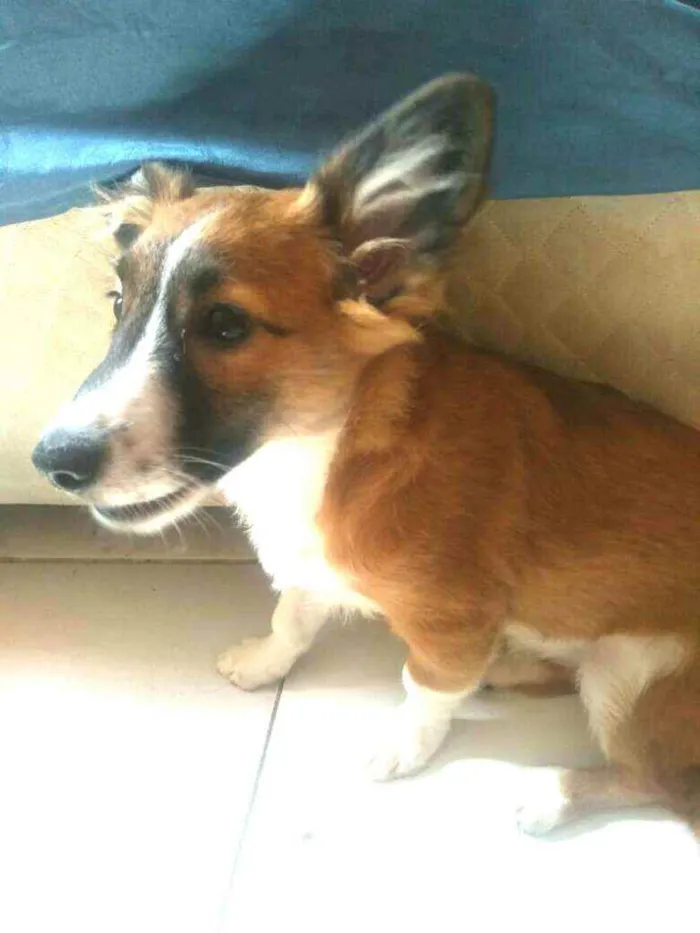 Cachorro raça  idade 2 a 6 meses nome Catarina 