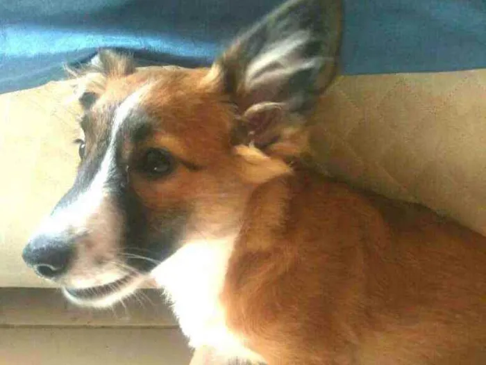 Cachorro raça  idade 2 a 6 meses nome Catarina 