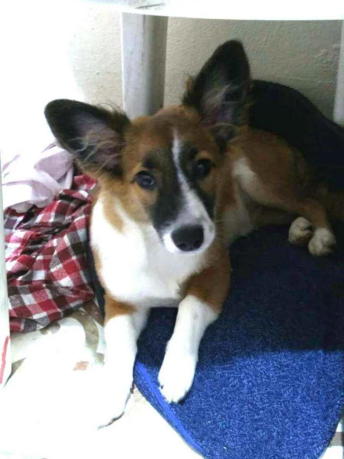 Cachorro raça  idade 2 a 6 meses nome Catarina 