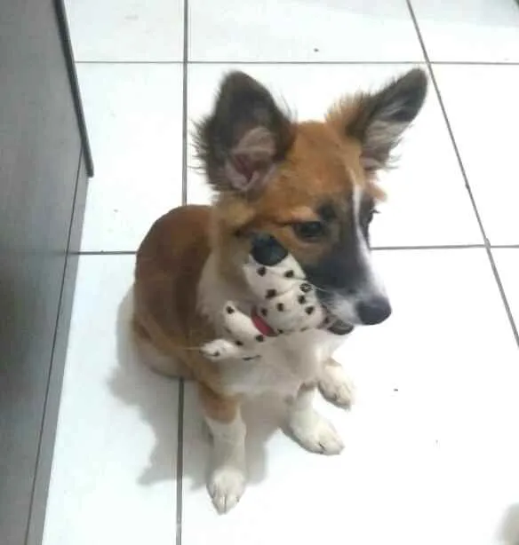 Cachorro raça  idade 2 a 6 meses nome Catarina 